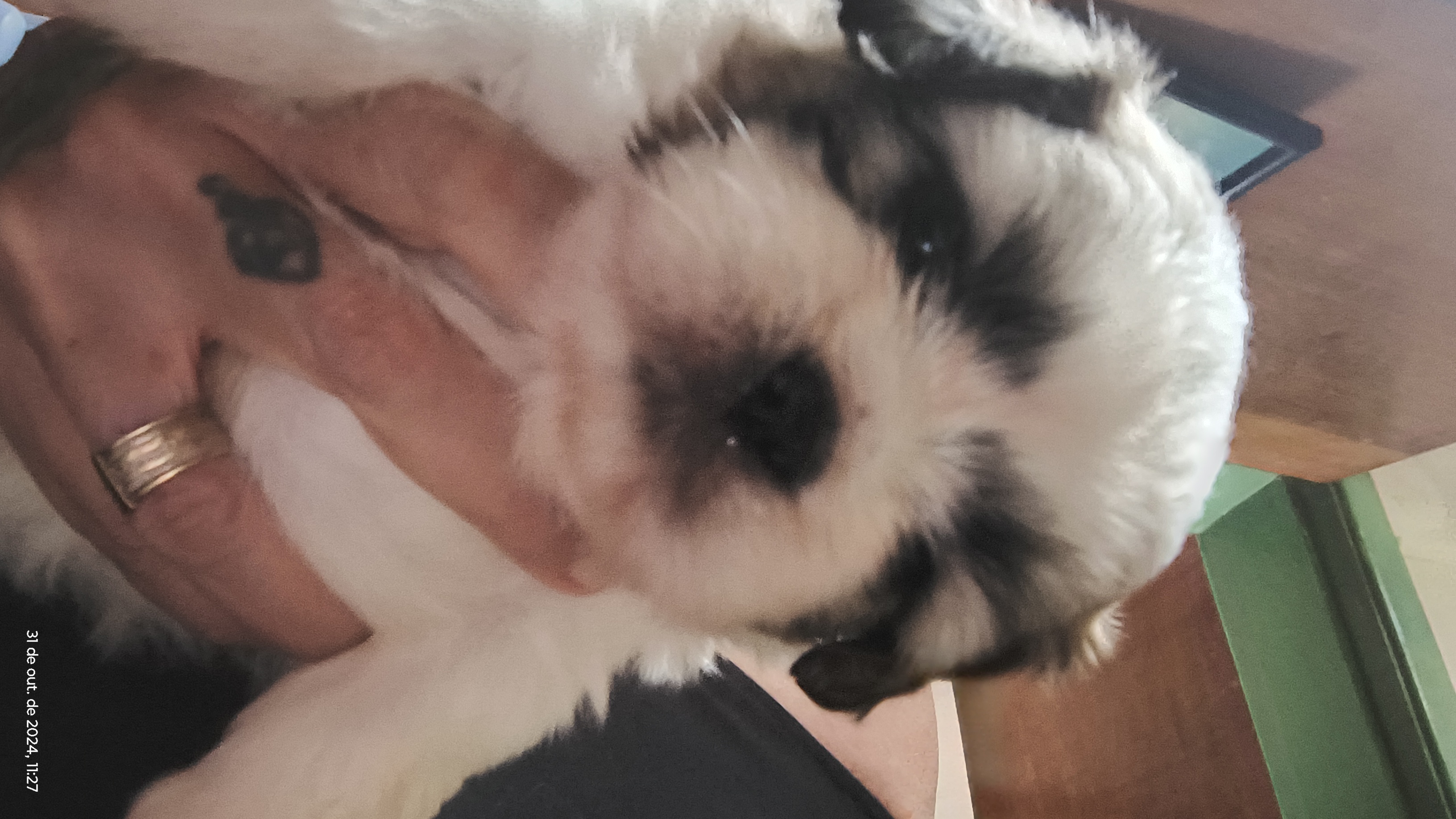 Portal Vendocão Vendo lindos filhotes de Shih Tzu Lauro de freitas