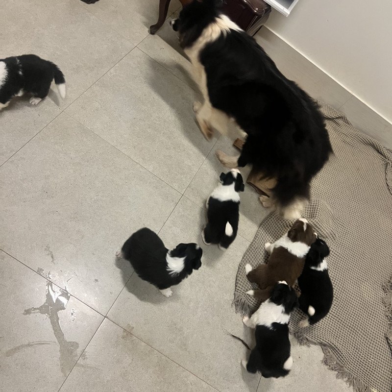 Lindos filhotes de Border Collie. 2500,00 cada - Foto 5