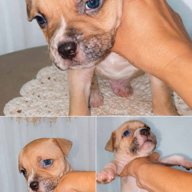 Lindos filhotes de Pit Bull