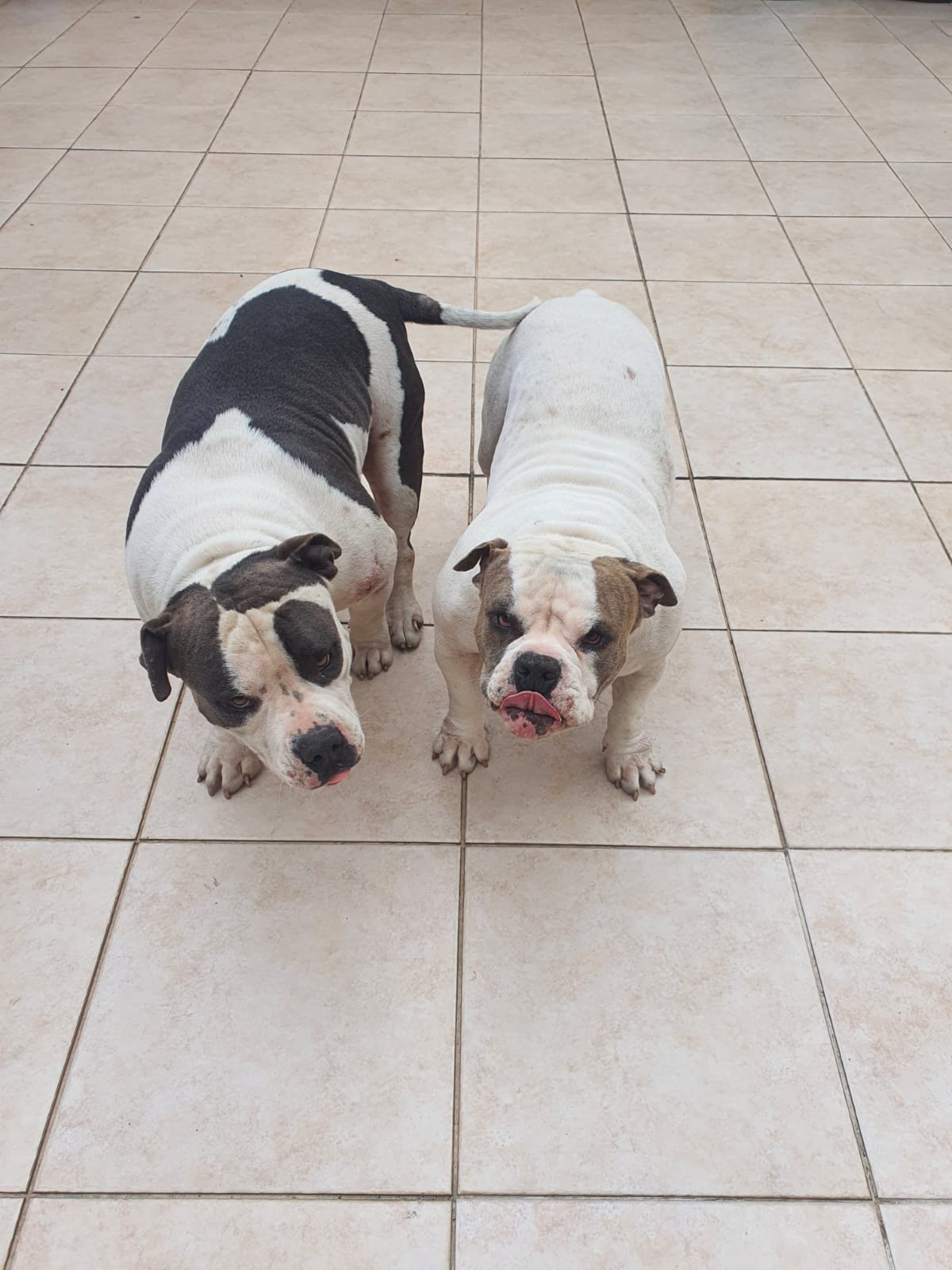Portal Vendocão Casal American Bully curitiba