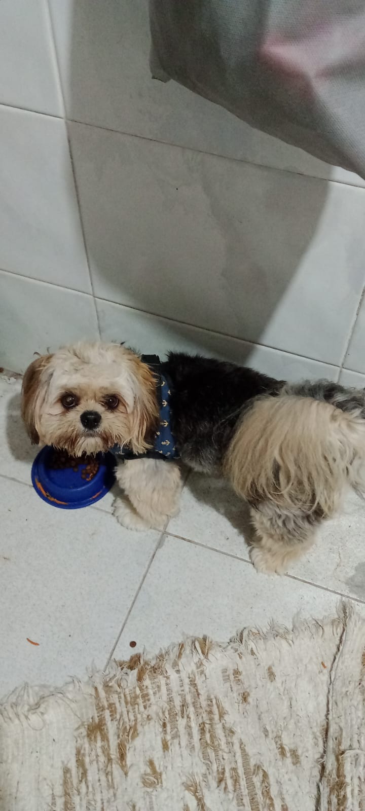 Cachorro shiatsu  - Foto 2