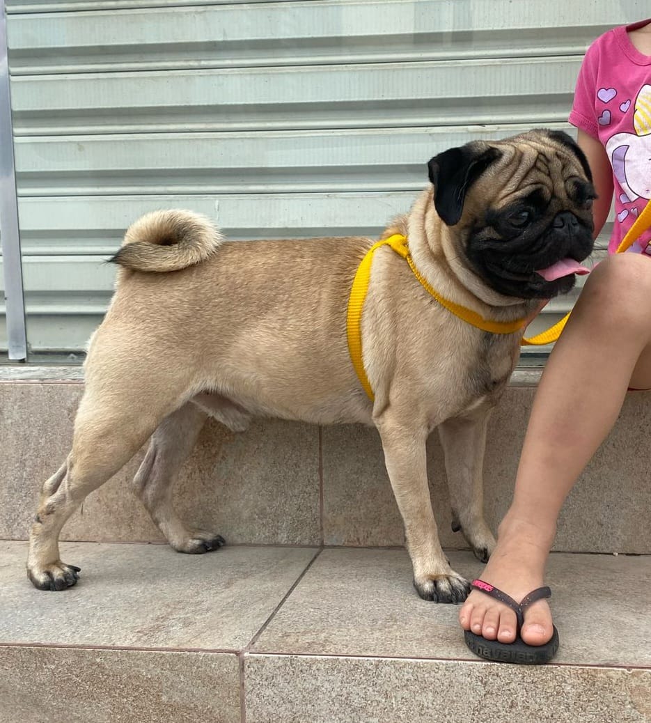 Portal Vendocão VENDO PUG ADULTO 2 ANNHOS Manaus