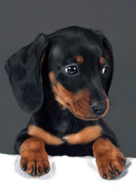 Basset Teckel adquira! - Foto 1