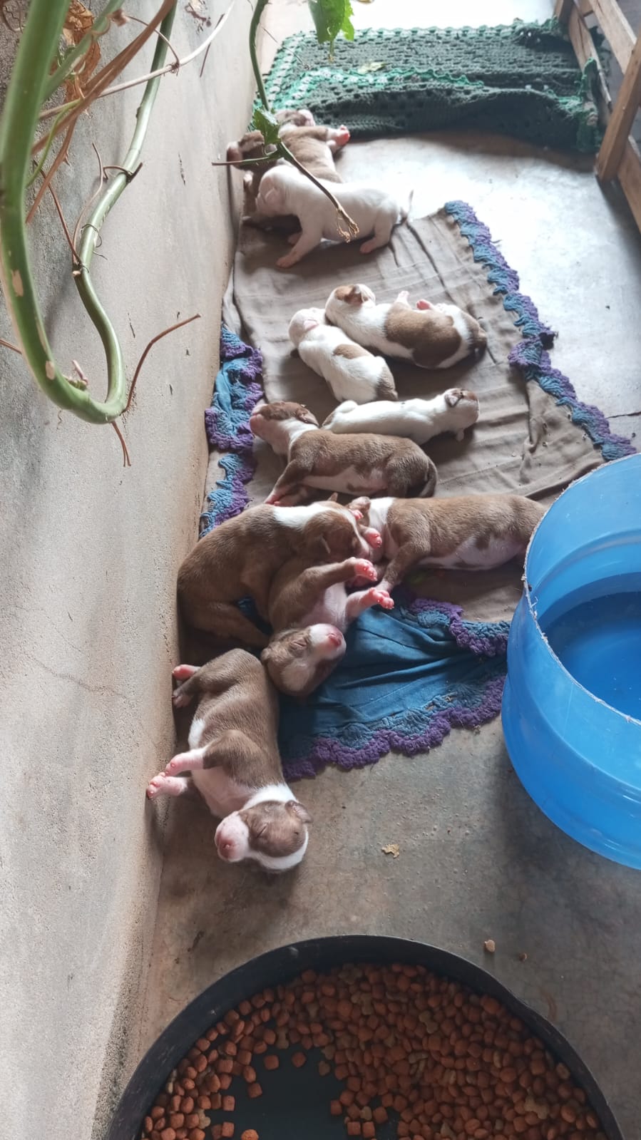 Portal Vendocão Filhotes de Pitbull  Palmas