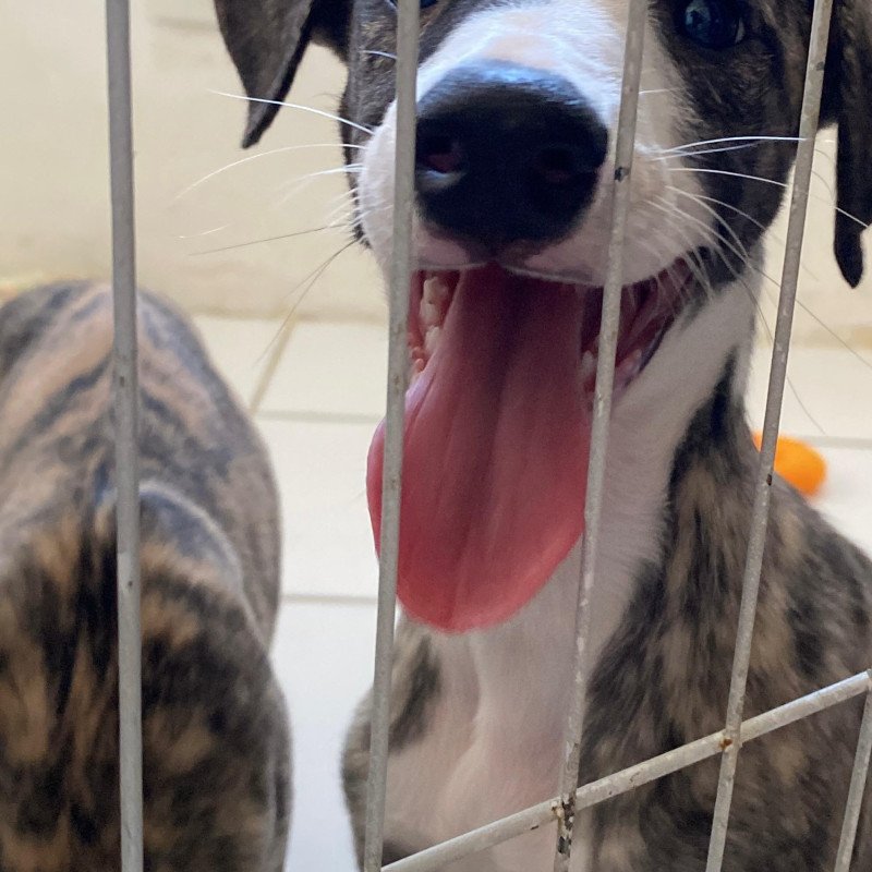 2 filhotes machos de Whippet (Galgo) disponíveis!