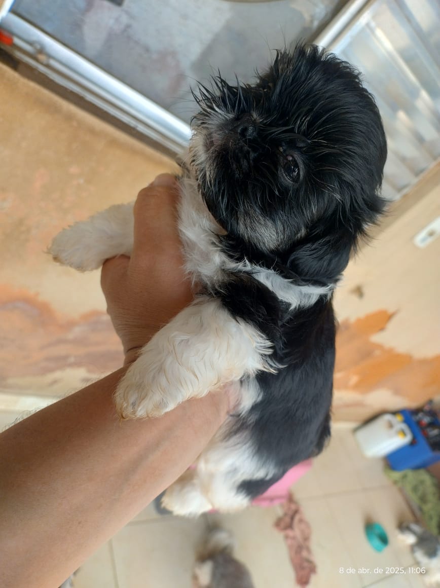 Portal Vendocão Vendo filhotes de Shihtzu Montes Claros