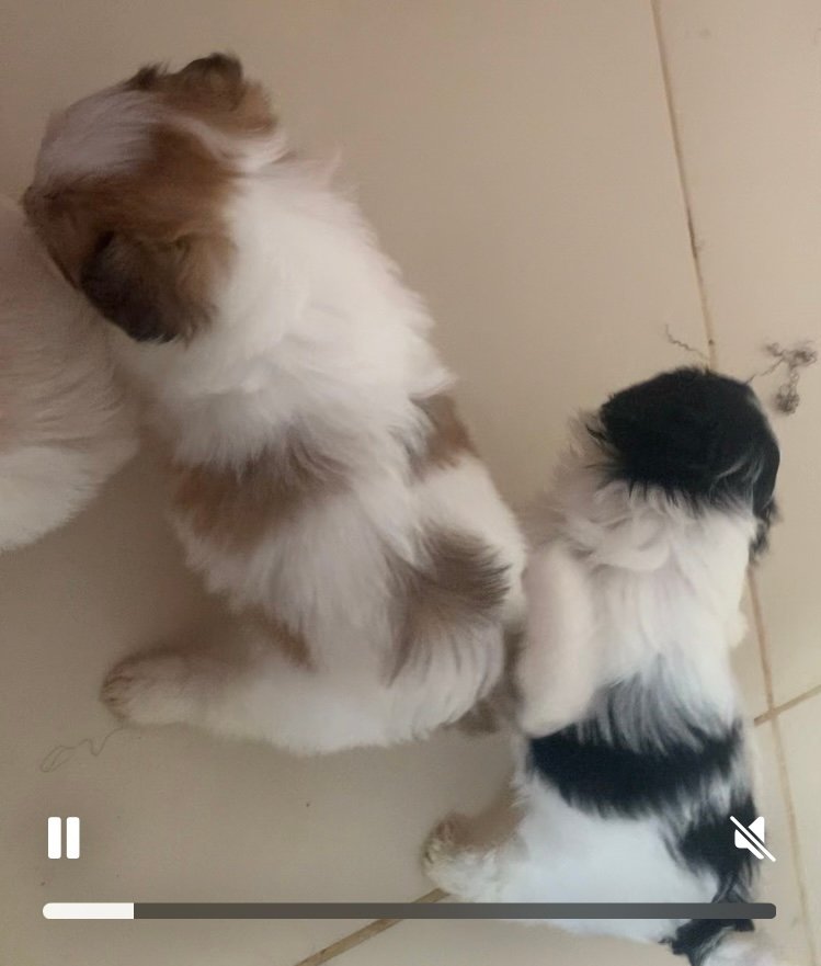 Vendo lindo e fortes filhotes shitszu  - Foto 3