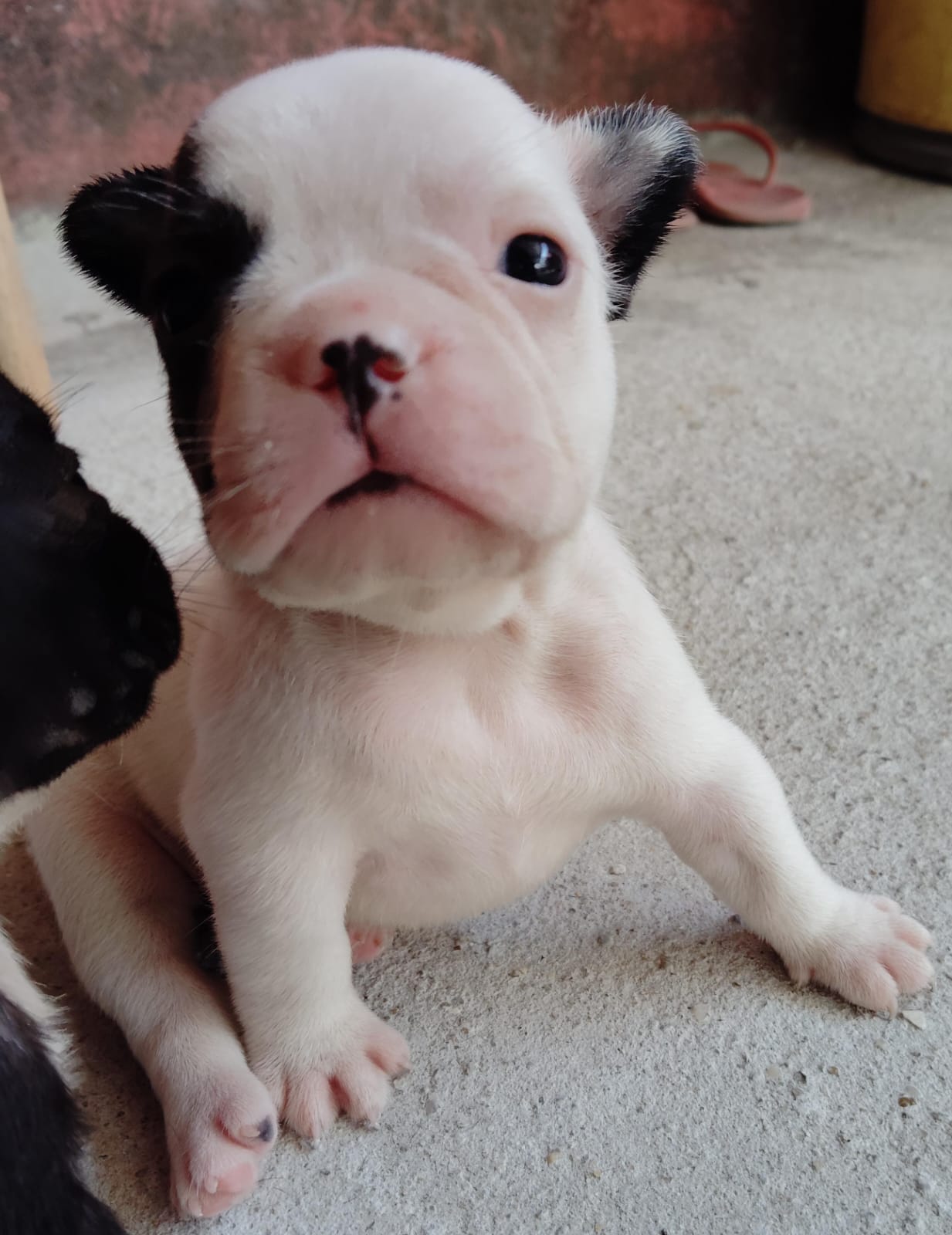 Portal Vendocão Vendo filhotes de buldogue francês lindos  Manaus 