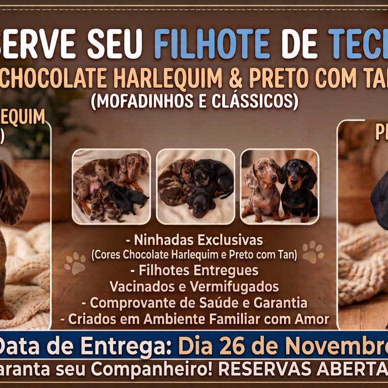 Lindos filhotes de Teck Duckshund