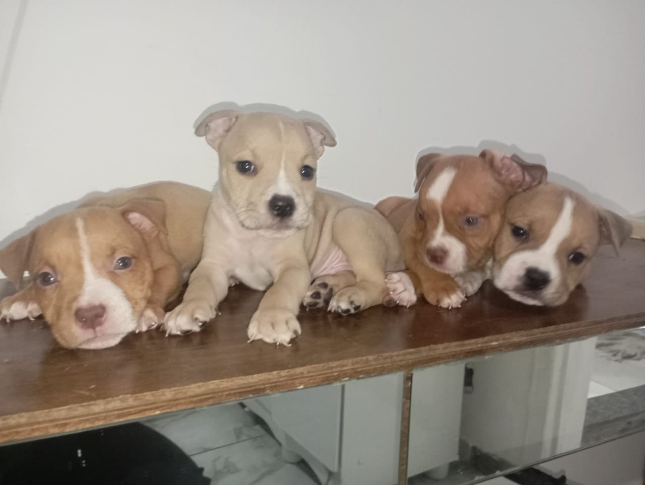 Portal Vendocão Vendo filhote de bully Vila Velha