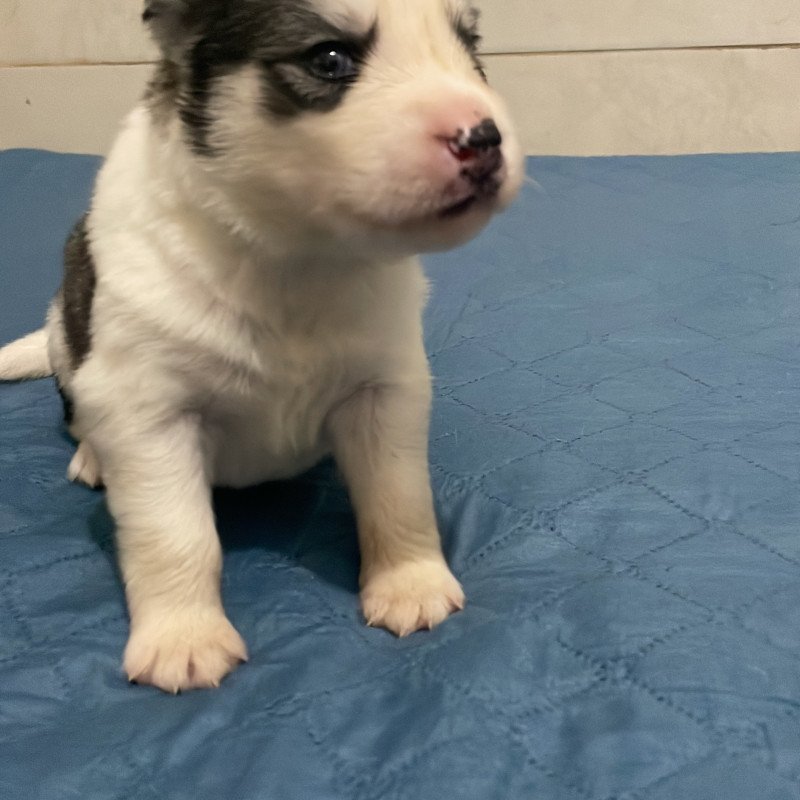 Filhotes husky siberiano - Foto 1