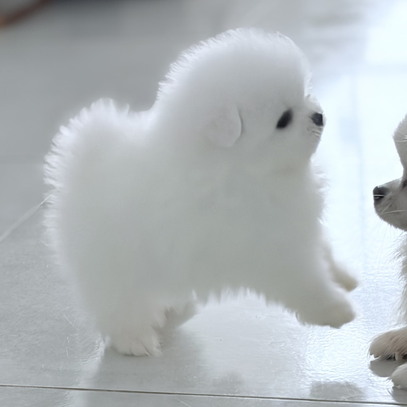 Vendo Lulu da pomerania teddy bear branco - Foto 2
