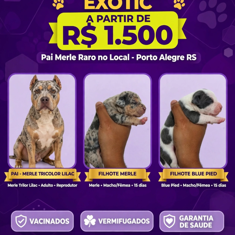TÍTULO:* Filhotes American Bully Exotic Merle Tricolor + Blue - Porto Alegre RS