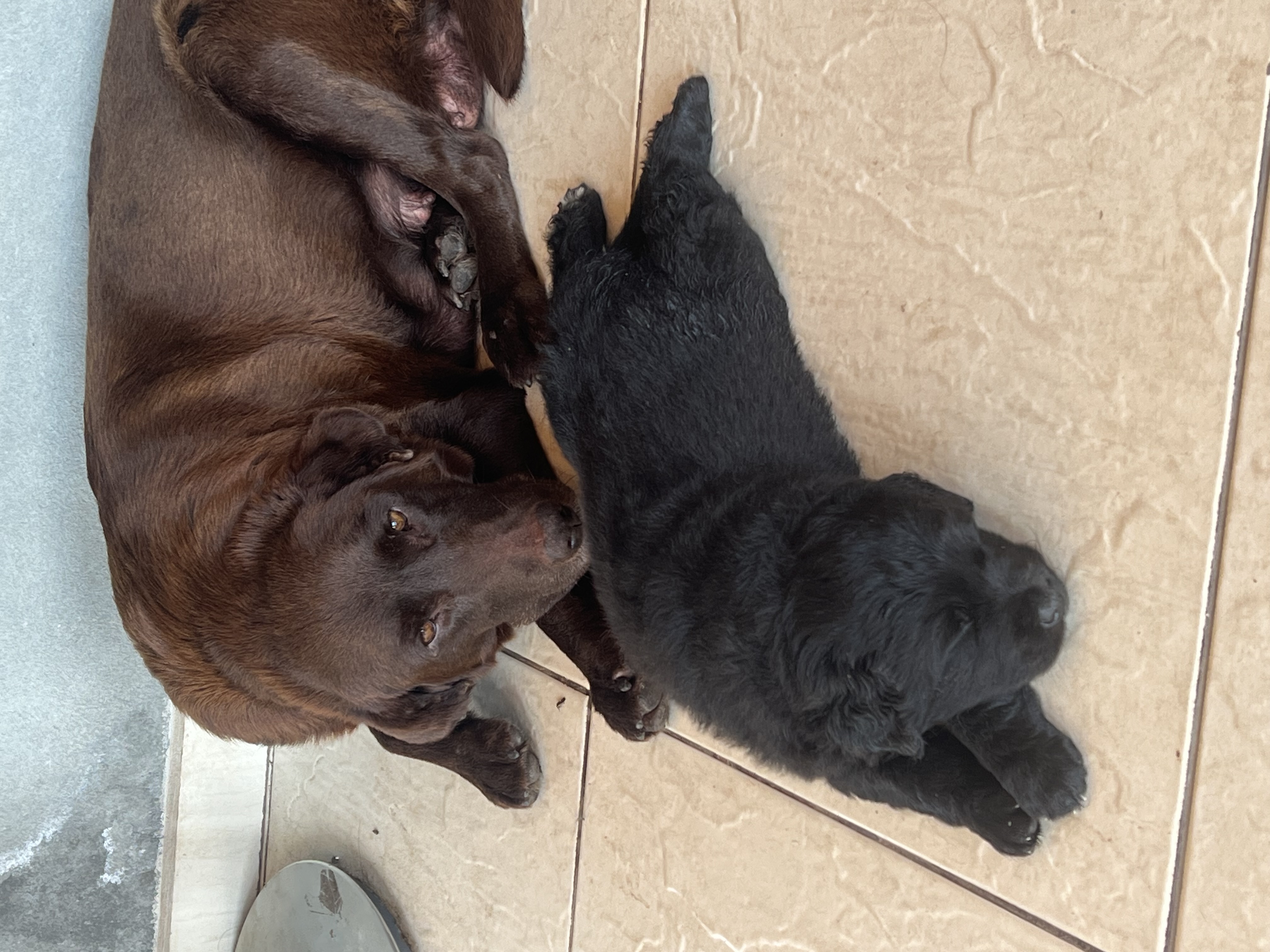 Labrador Fêmea Preta - Foto 3
