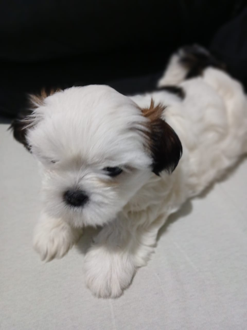 Portal Vendocão Filhote de Shih Tzu Volta Redonda