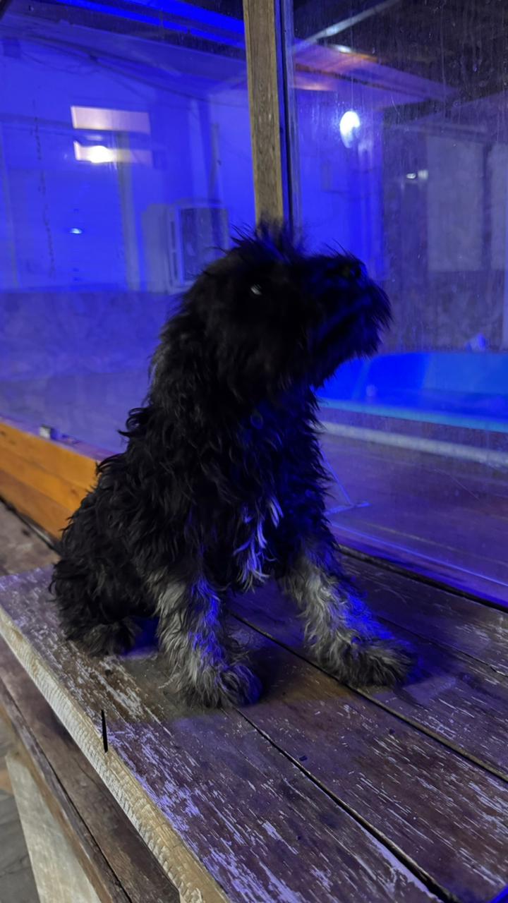 Lindos filhotes de Schnauzer  - Foto 3
