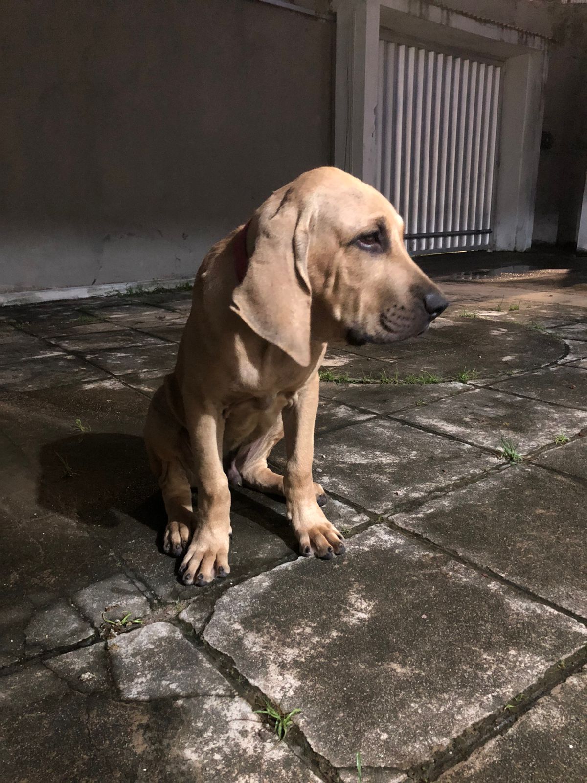 Portal Vendocão Filhote de Fila Brasileiro Recife