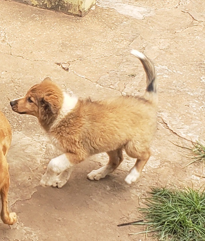 filhotes de Border Collie Rondonopolis