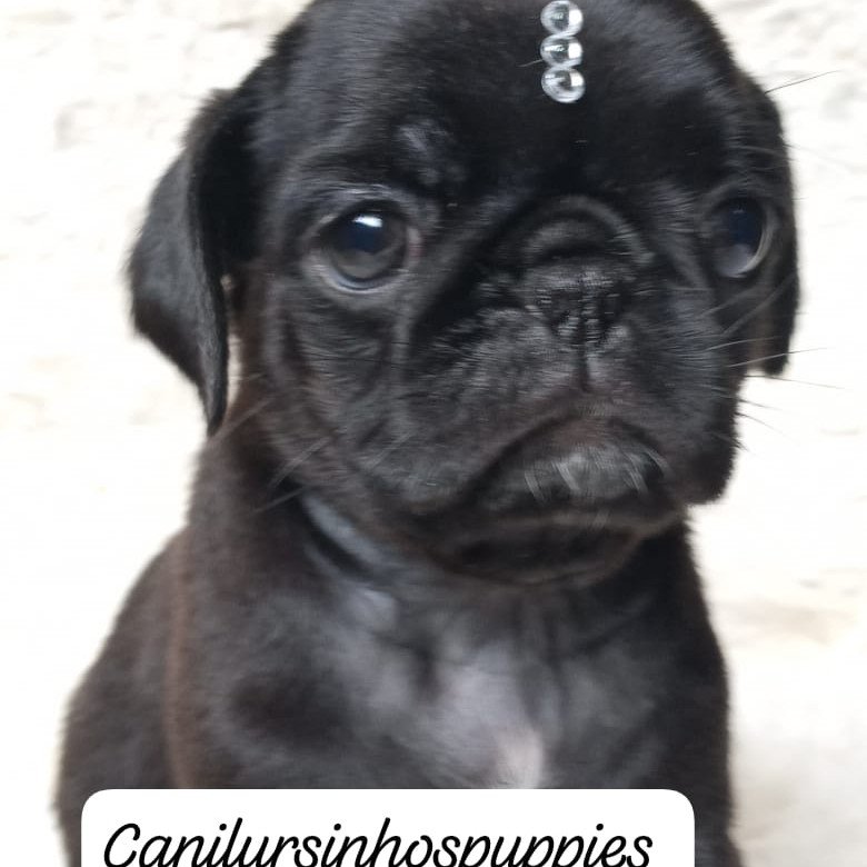 Pug - Foto 3