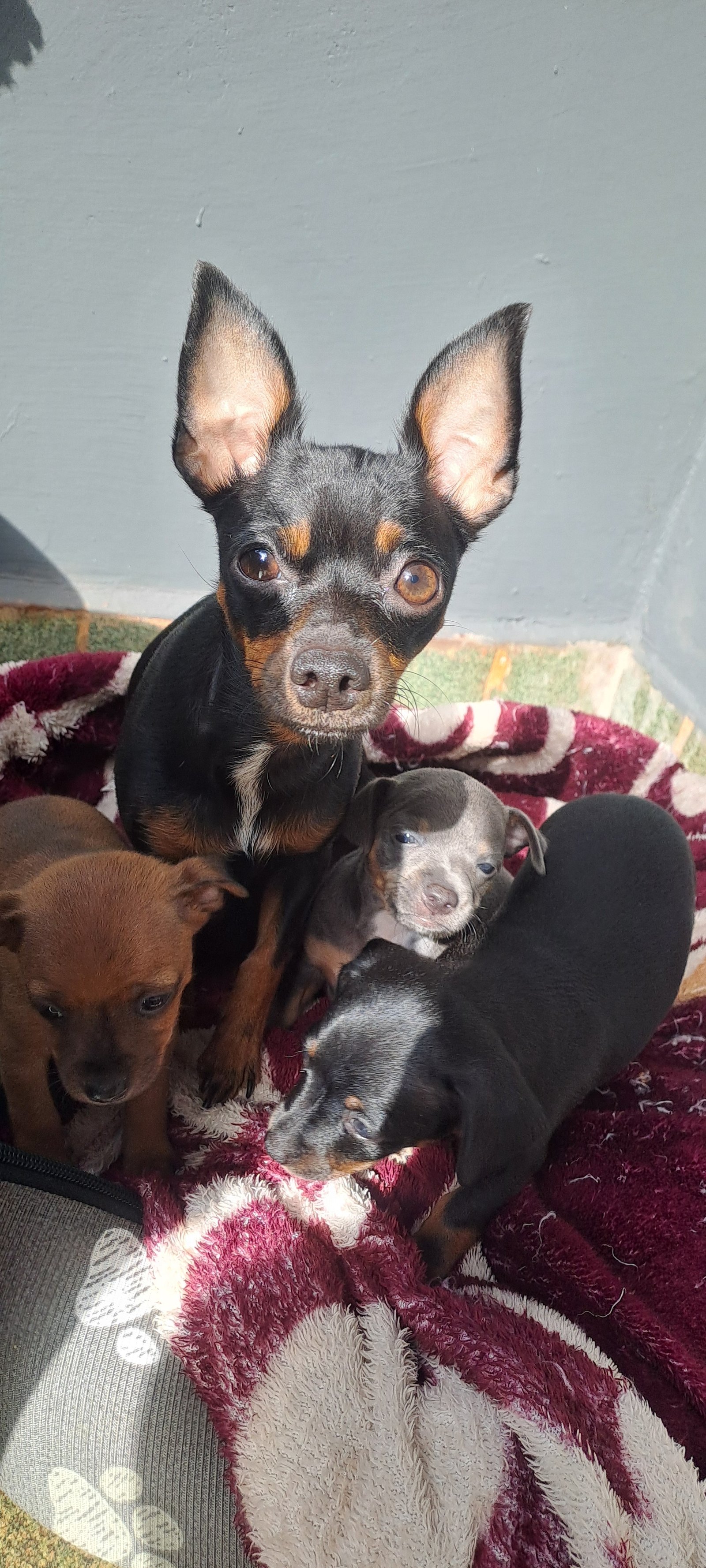 Pinscher 1 - Foto 1