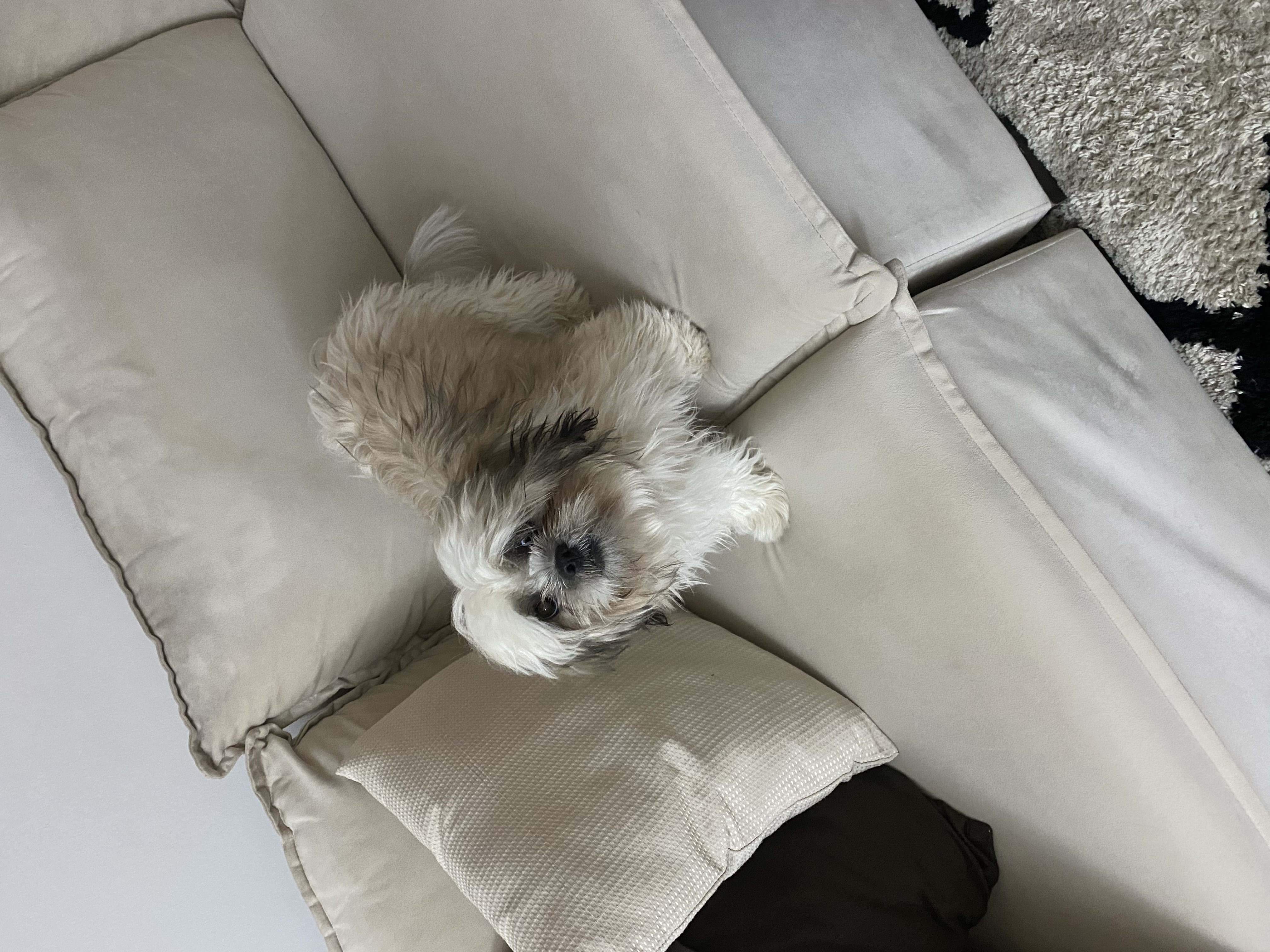 Portal Vendocão Shih tzu Uberlandia