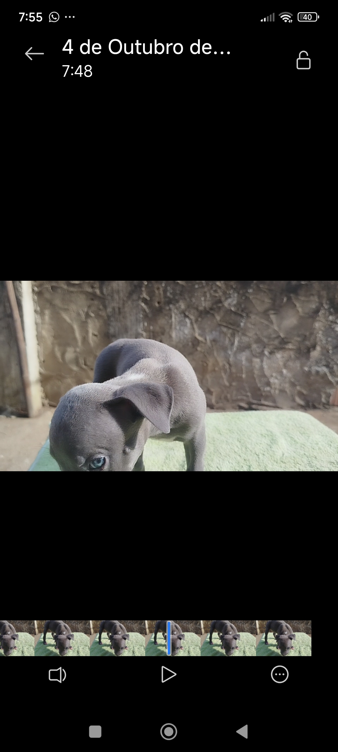 Filhotes Pitbull  - Foto 2