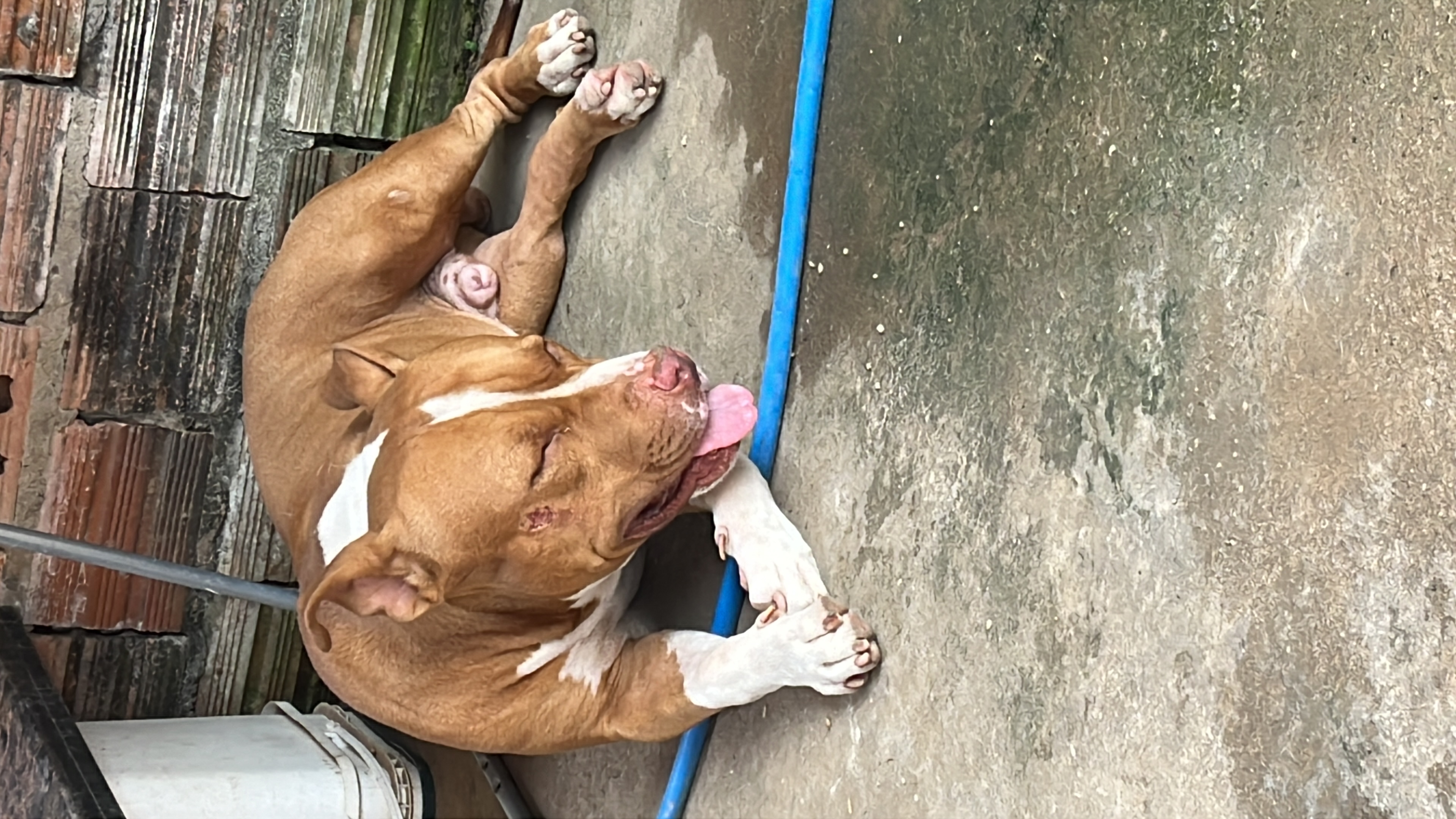 Portal Vendocão Filhotes de pitmonster São José de Ribamar