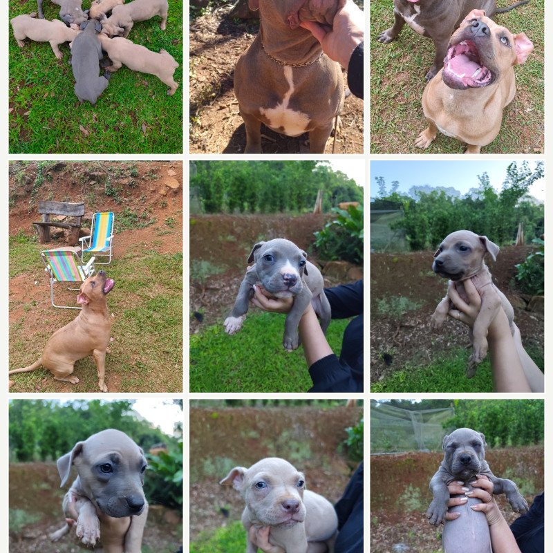 Pitbull - Foto 1