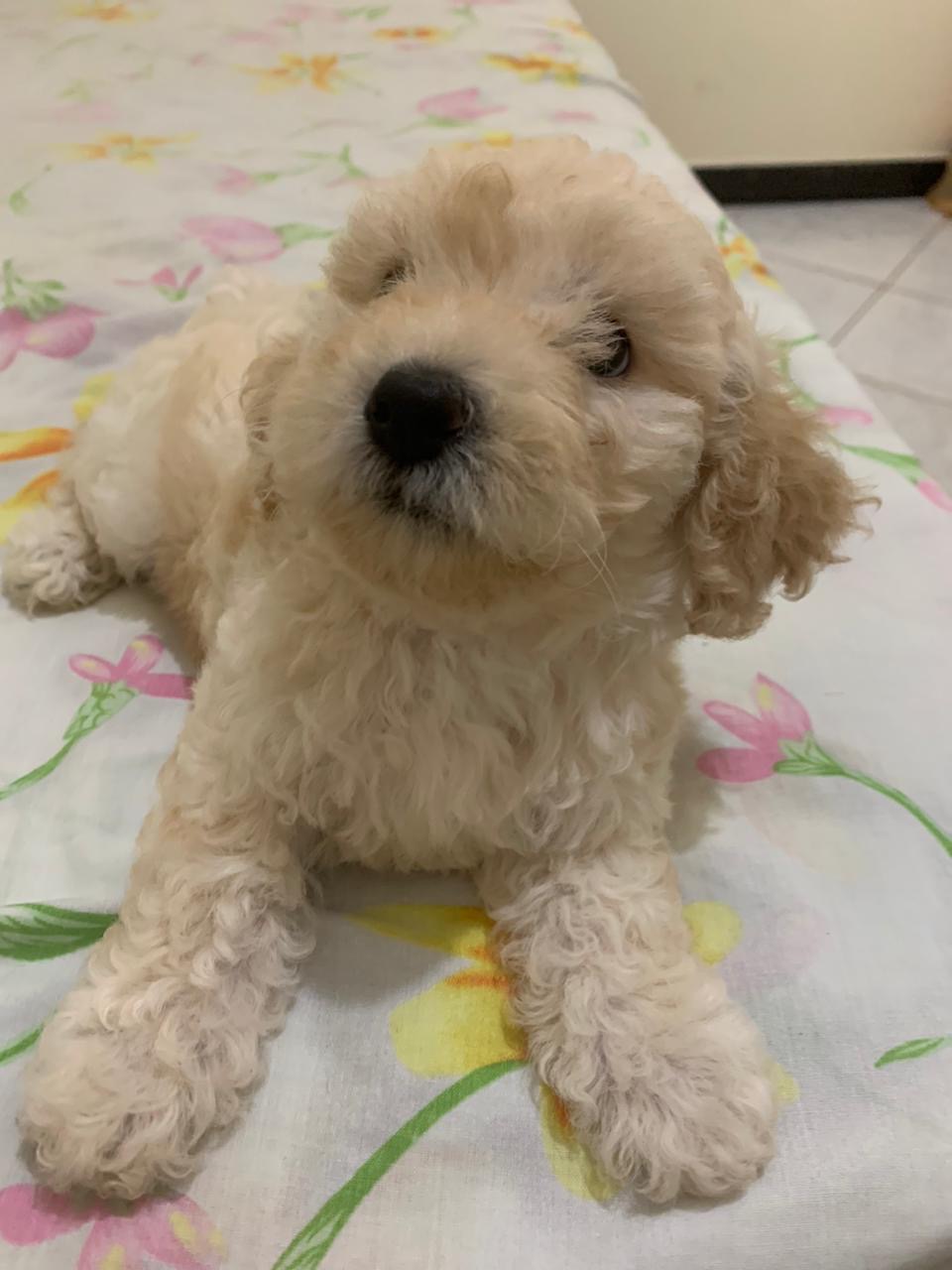 Portal Vendocão Poodle Filhote Número 1 Salvador