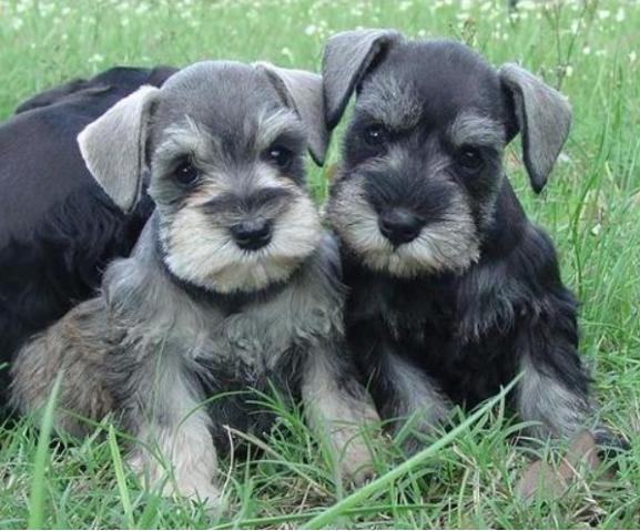 Portal Vendocão Belos Filhotes Schnauzer sumare