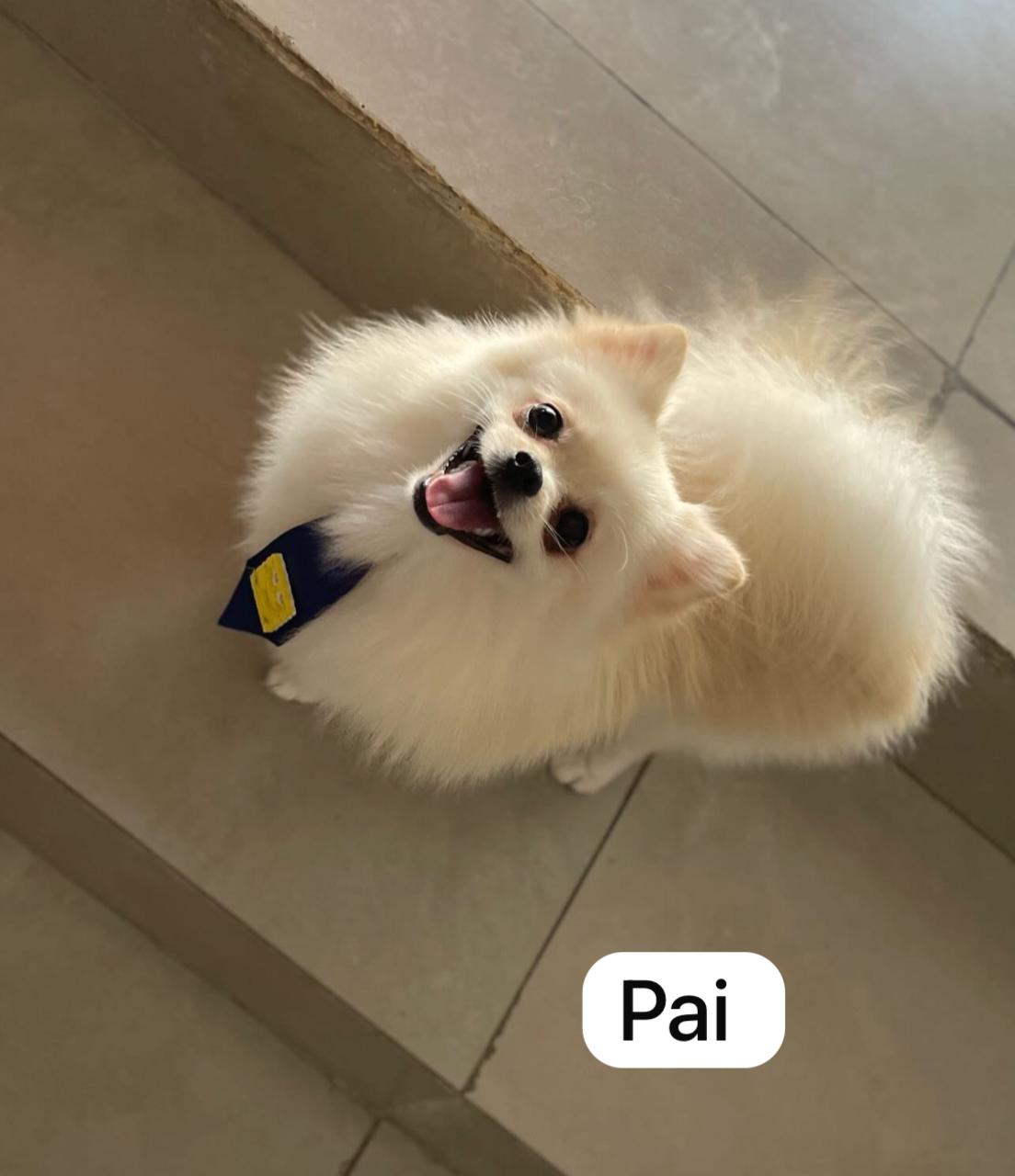 Lindos filhos de Spitz alemão - Foto 2