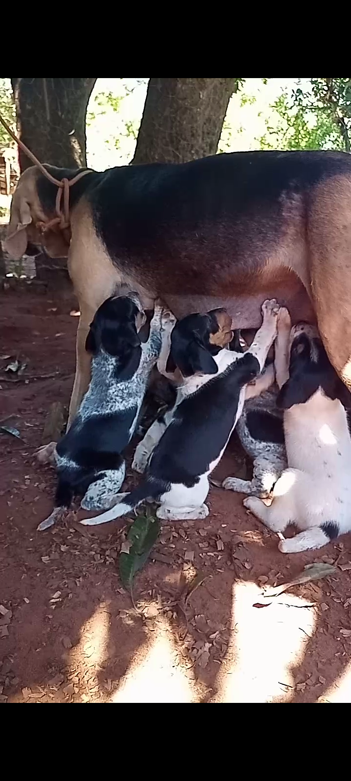 Portal Vendocão Filhotes de azul da gasconha com mericano  Dourados Ms 