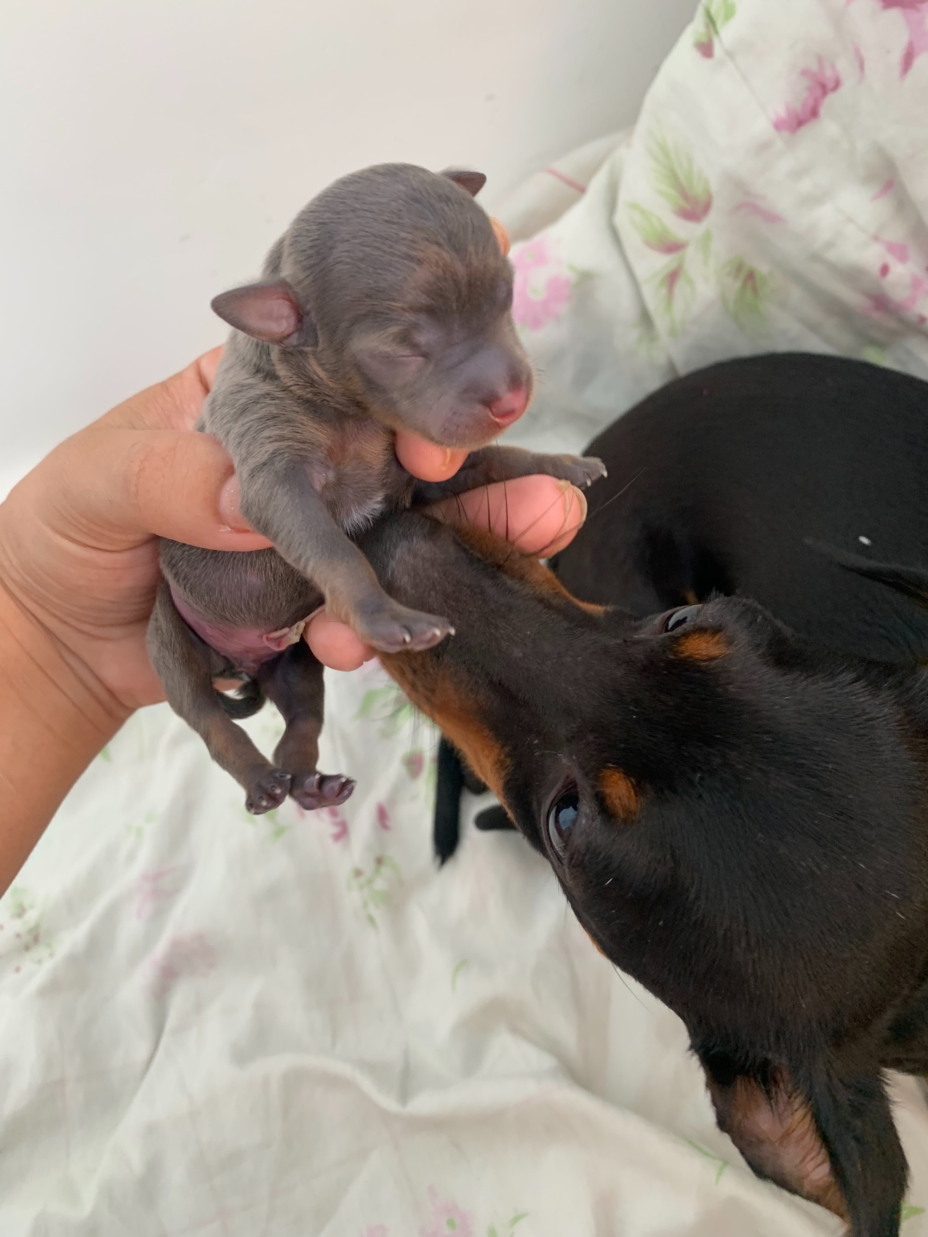Filhote de pinscher Cinza - Foto 1
