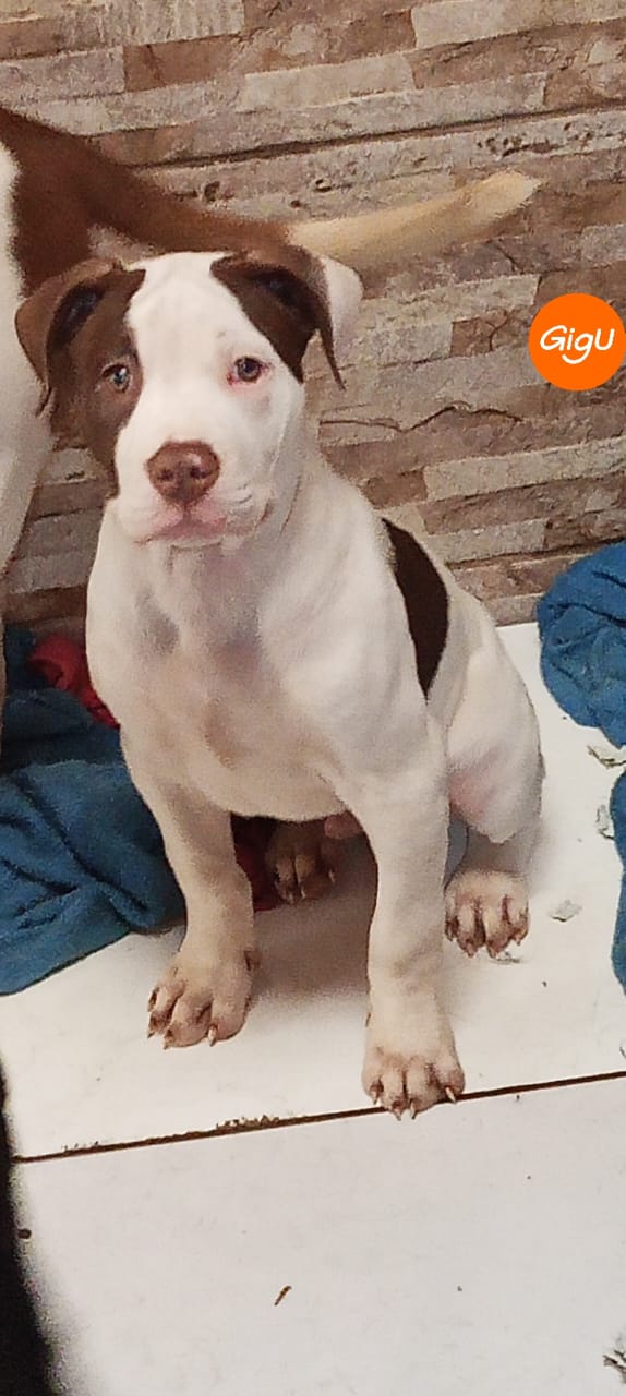 Portal Vendocão Filhote de Pitbull Guarulhos