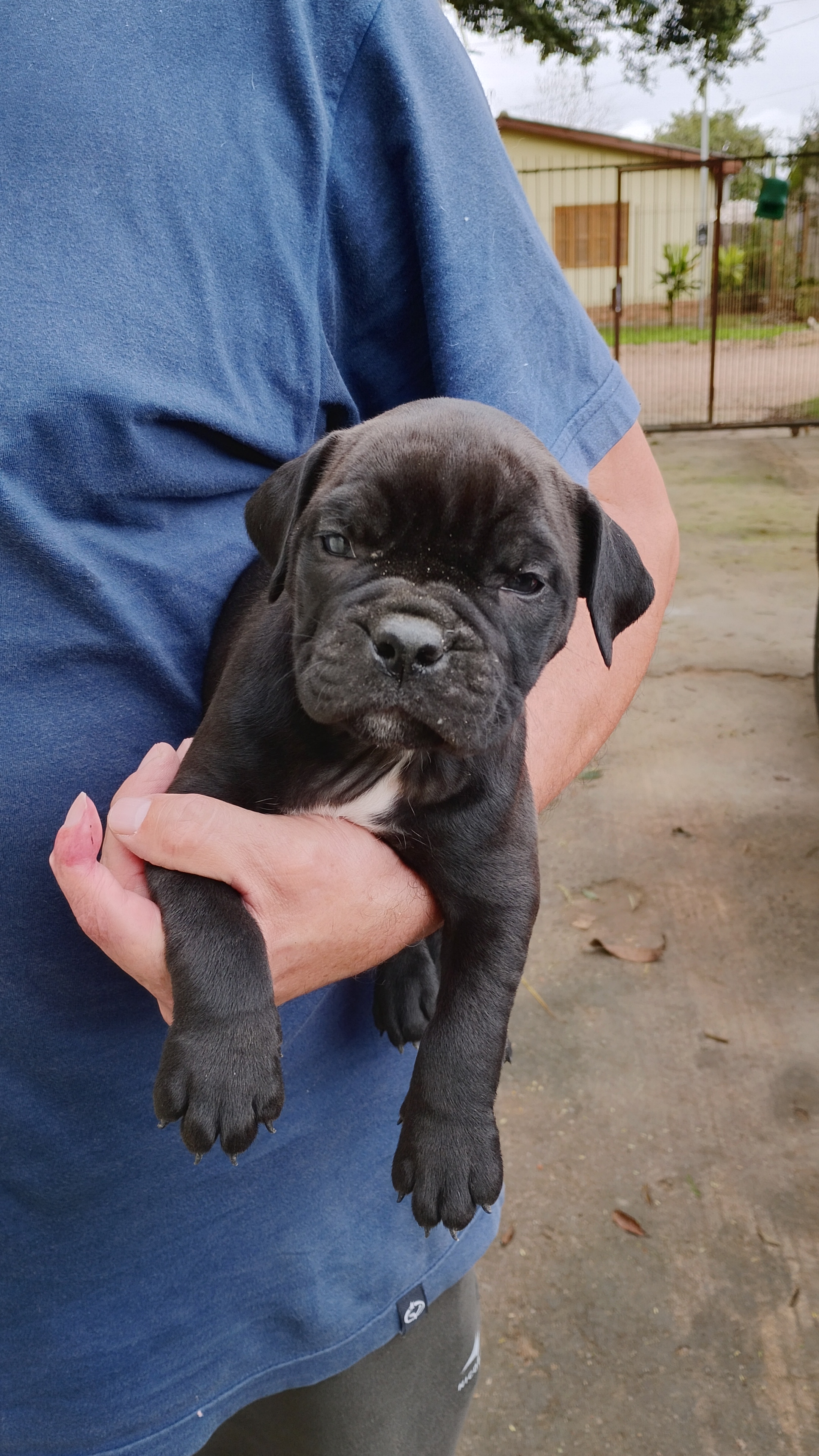 American Bully (fêmeas)