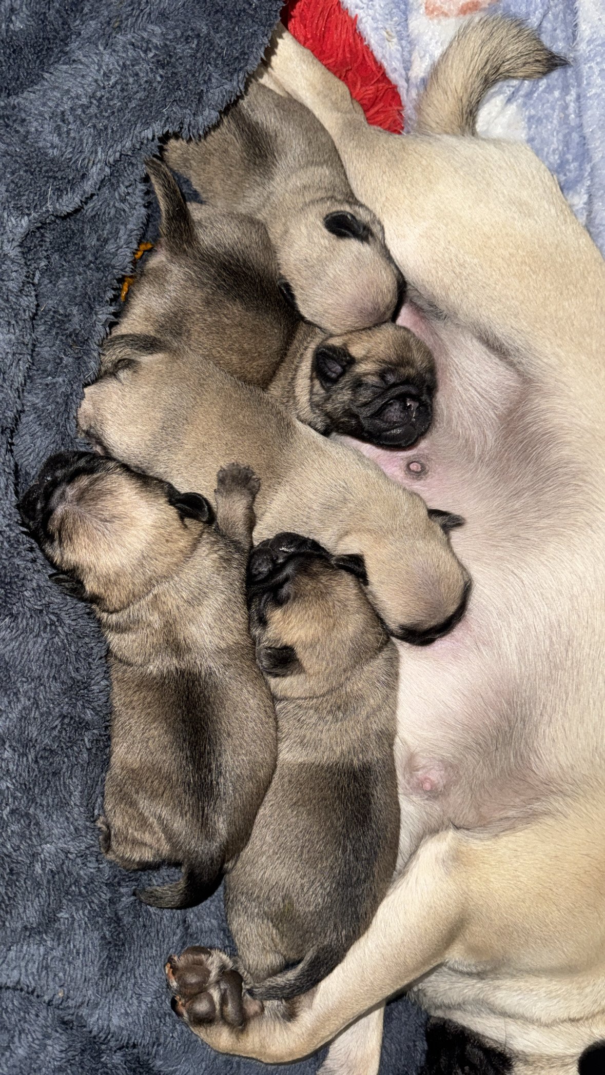 Filhotes de Pug disponíveis para reserva!