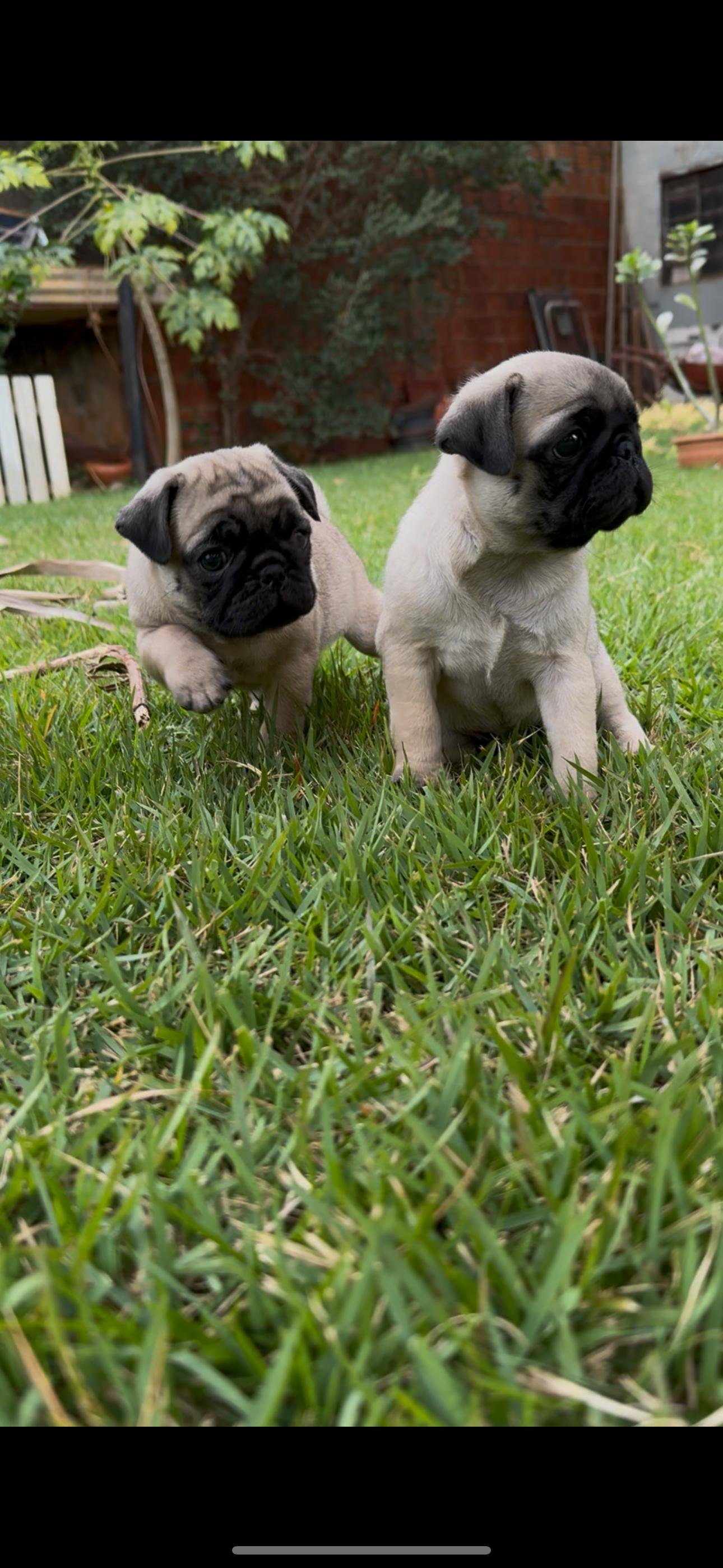 Filhotes de Pug femeas - Foto 2