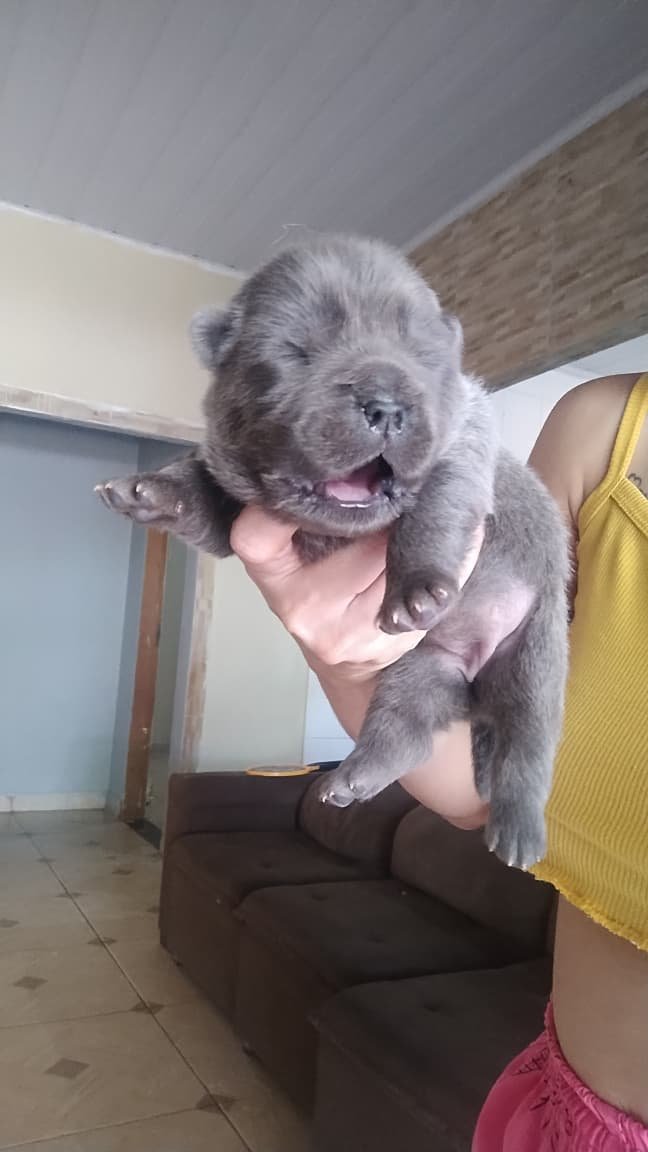 Filhote de Chow Chow  - Foto 1