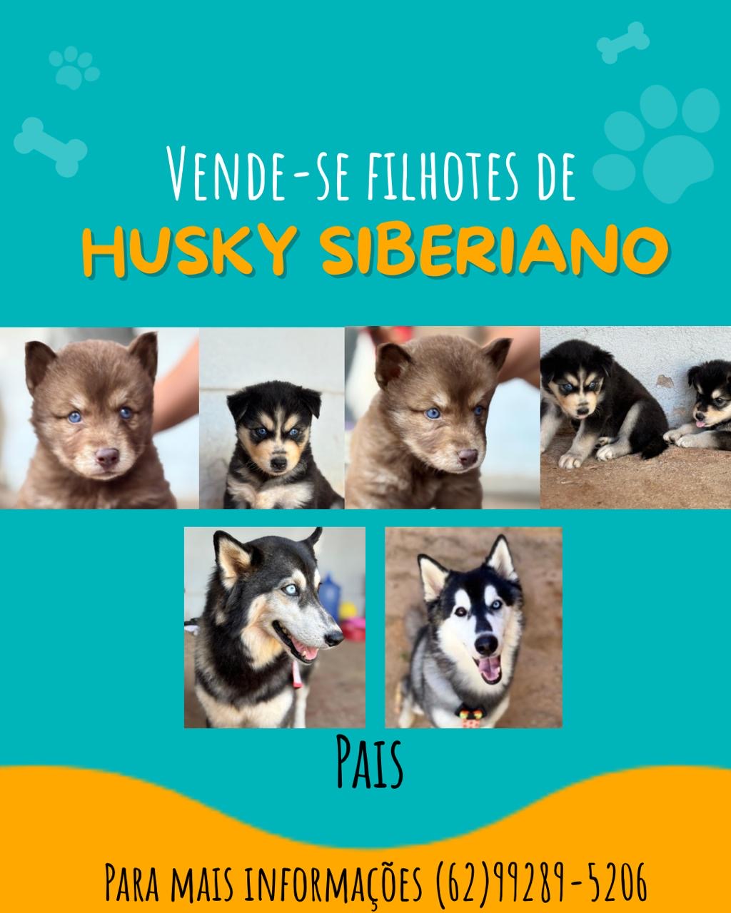 Portal Vendocão Filhotes de Husky Siberiano Parauapebas