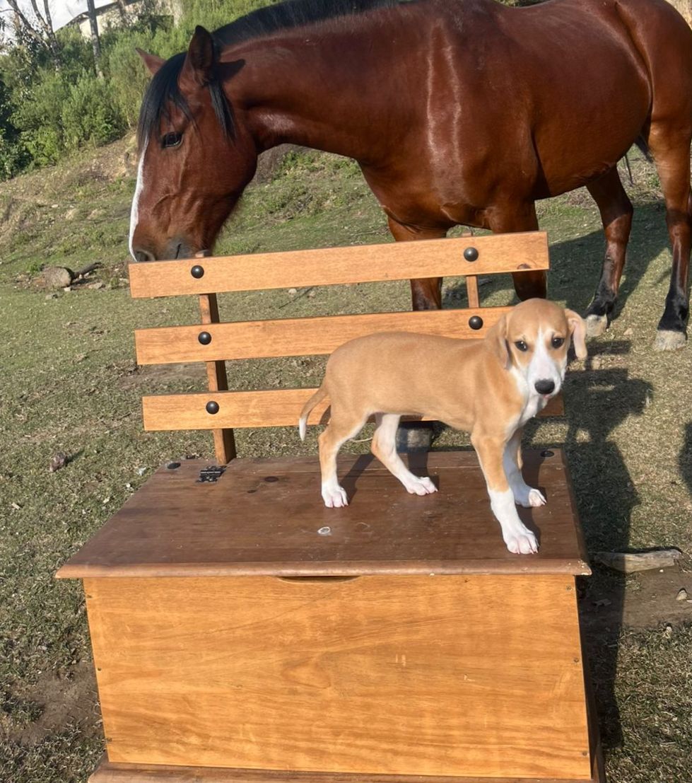 Filhote galgo - Foto 2