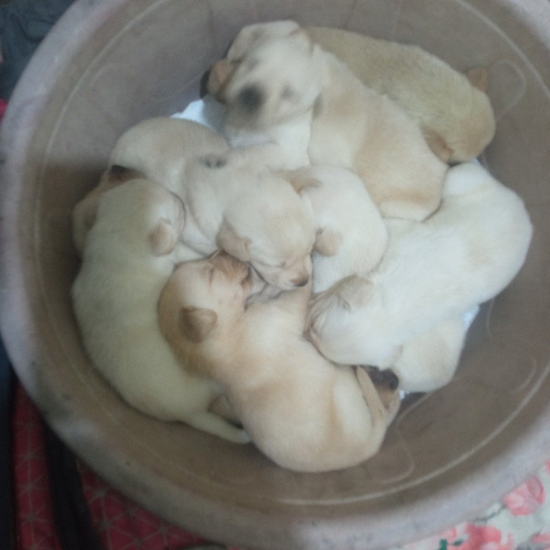 Filhote de labrador puro