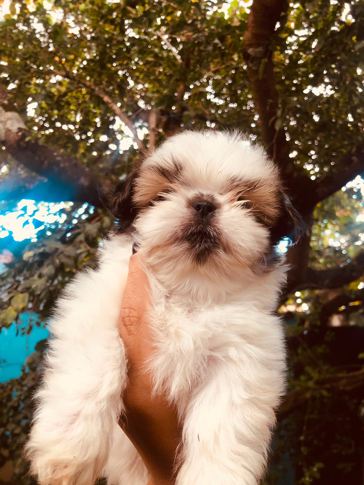 Vendo filhote de Shi tzu - Foto 3