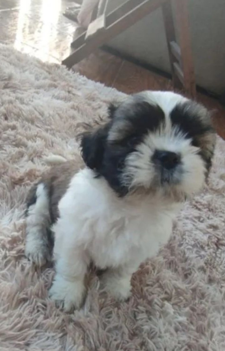 Portal Vendocão Vendo Shih Tzu macho multicolorBARATOOO  Belo Horizonte 