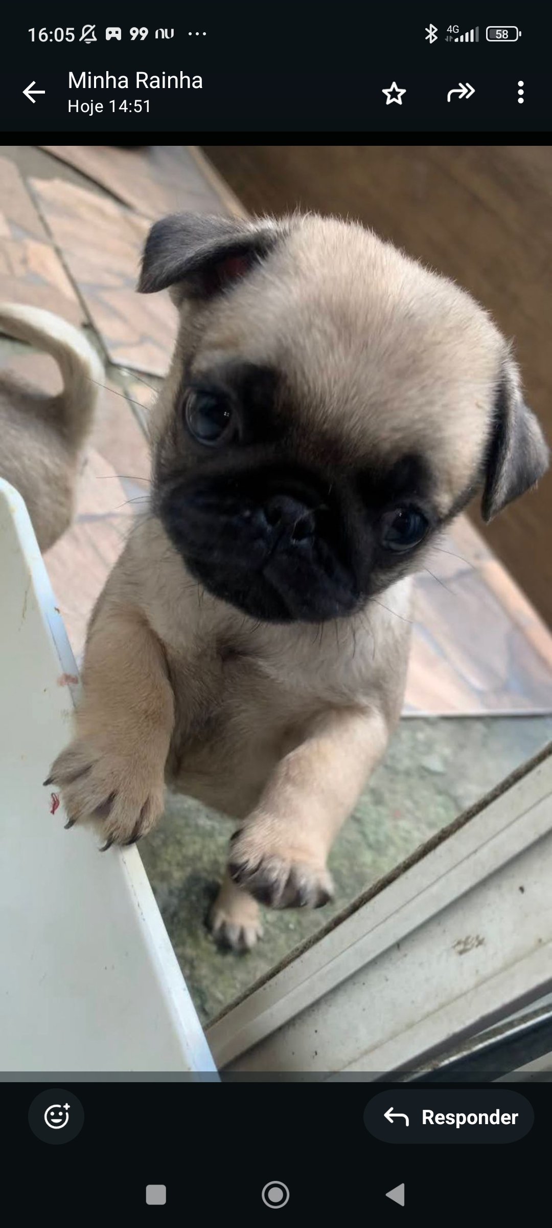 Vendo filhote de Pug 45 dias