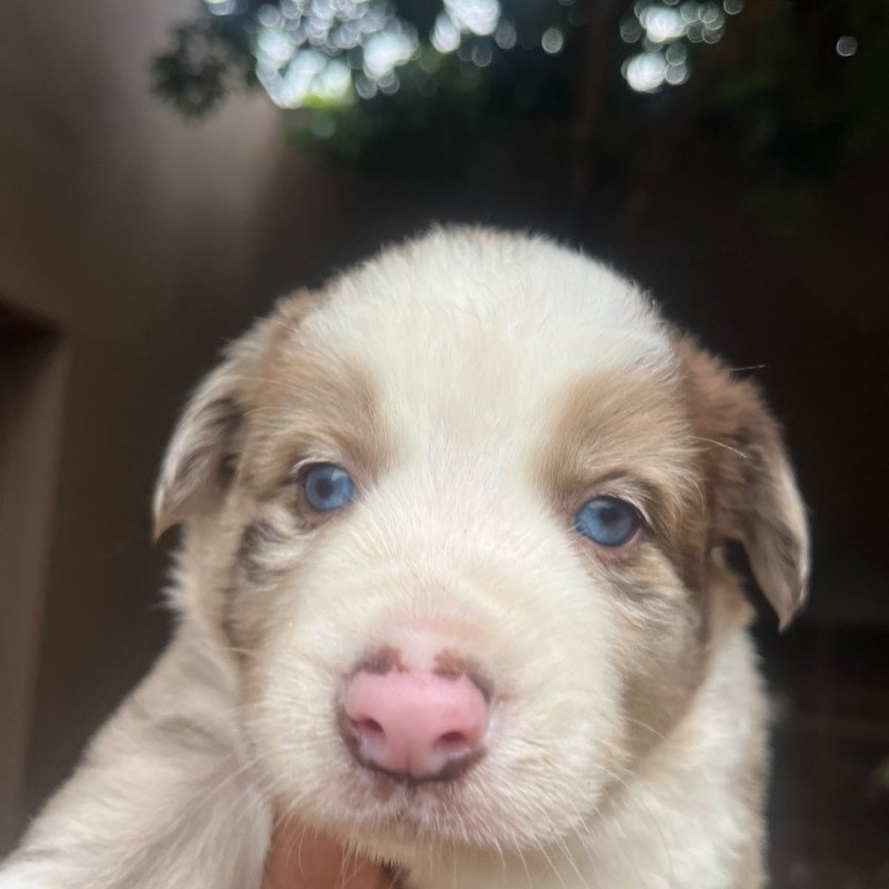 Lindos filhotes de Border Collie