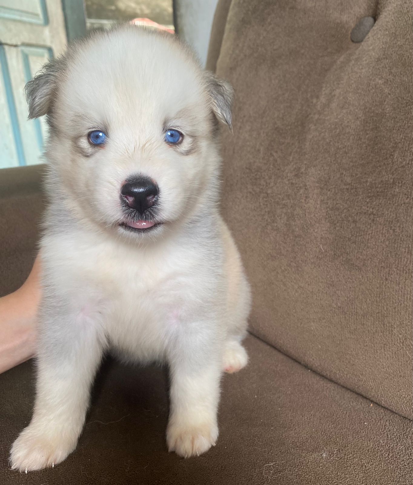 Portal Vendocão Husky Siberiano Manaus