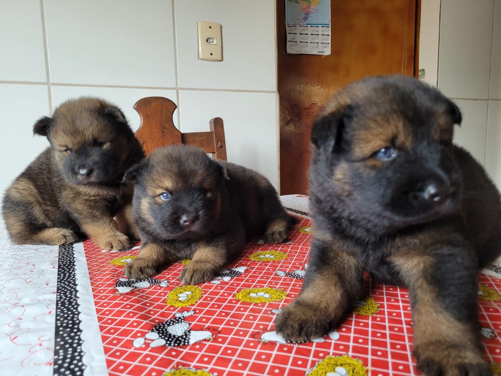 Vendo filhote Chusky - Husky com Chow Chow - Foto 1