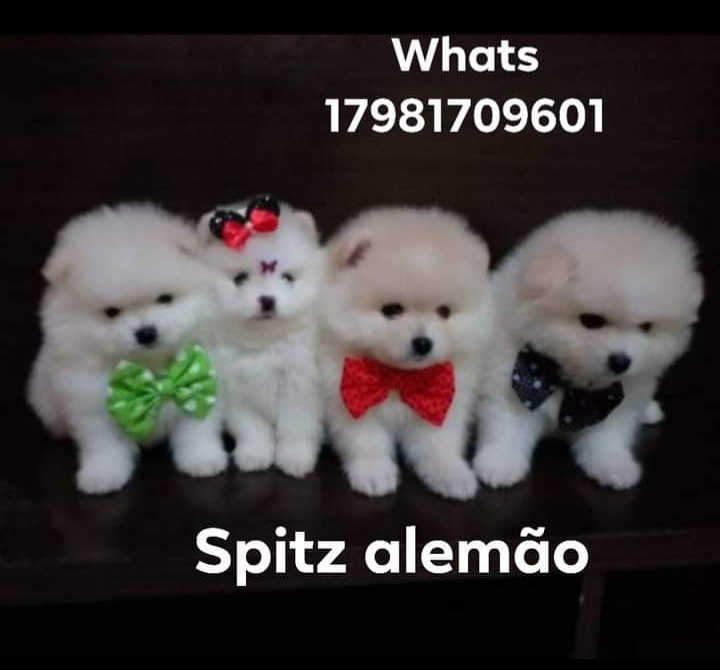 Filhotes de Spitz alemão  - Foto 1