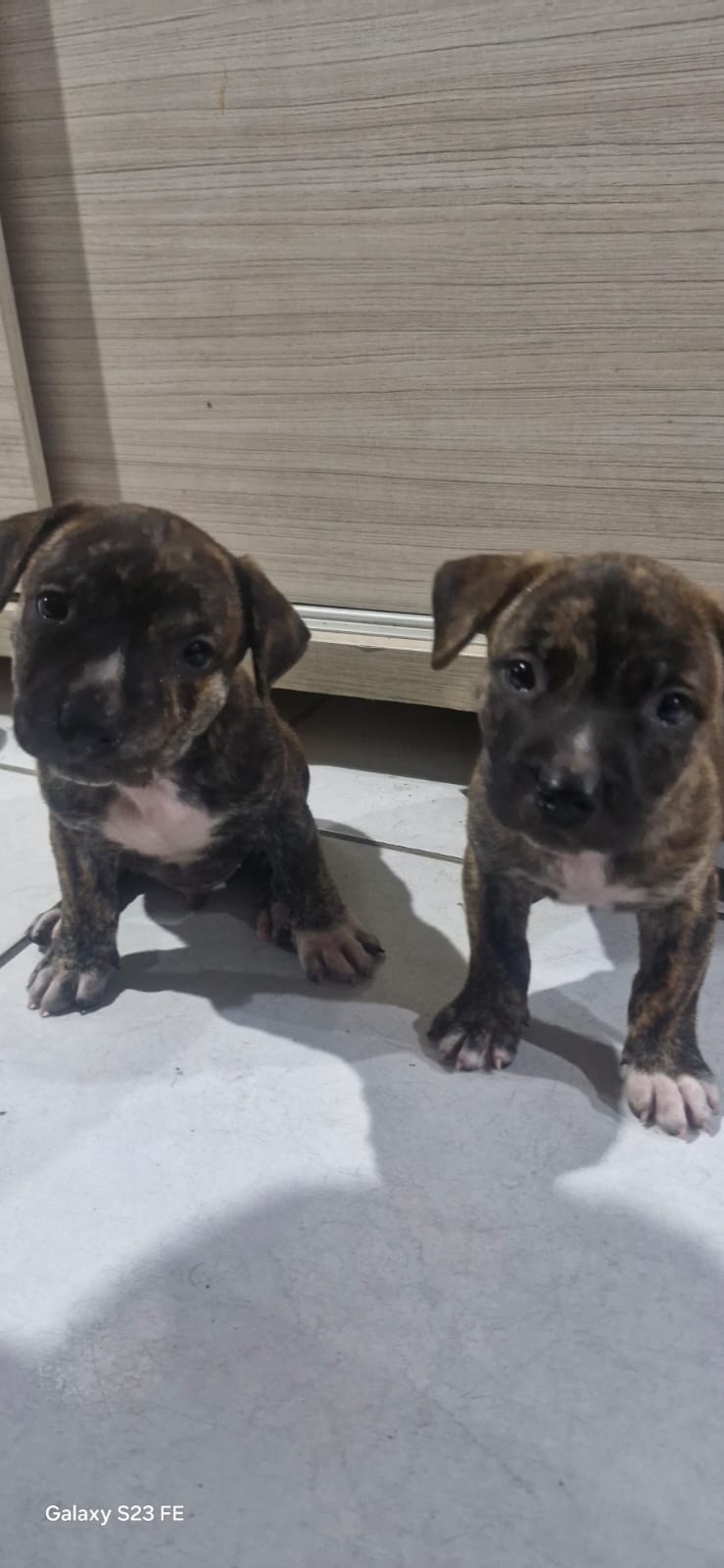 Portal Vendocão Filhote Pitbull  Teresina