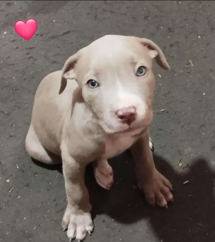 Portal Vendocão Vendo filhotes de Pitbull Apbt  Olinda 